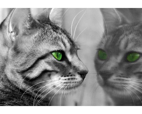 Fototapete einer Katze, die sich selbst vor einem Spiegel betrachtet, mit einem verspielten und neugierigen Blick.