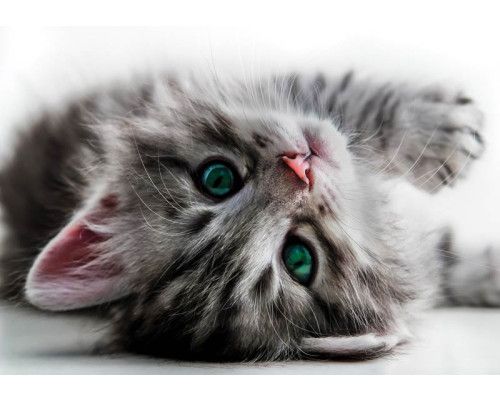 Katze mit grünen Augen, lebendig dargestellt auf einer Fototapete, die die Natur zum Leben erweckt.