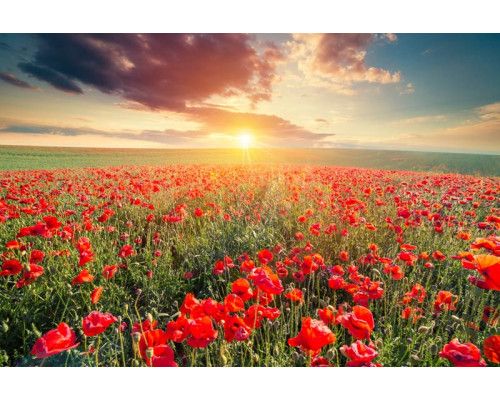 Mohnblumen bei Sonnenuntergang in einem weiten Mohnfeld, wunderschön dargestellt auf dieser Fototapete.