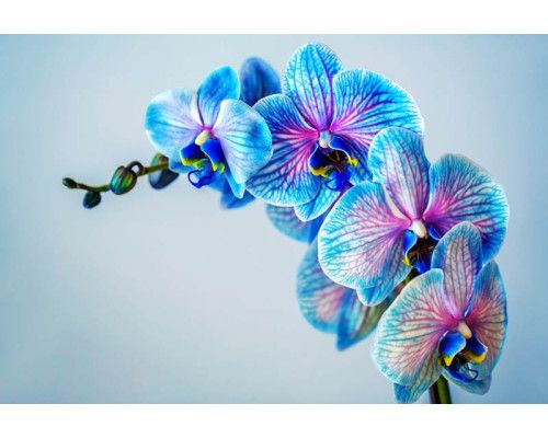 Bunte Orchideen in voller Blüte, attraktiv dargestellt auf einer detaillierten Fototapete.