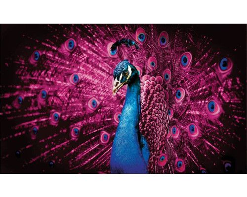 Fototapete eines farbenfrohen Pfaus mit lila und rosa Federn, in einer künstlerischen Komposition.