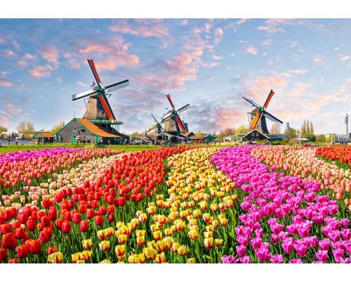 Fototapete mit bunten Tulpenfeldern und traditionellen Windmühlen an der Zaanse Schans.