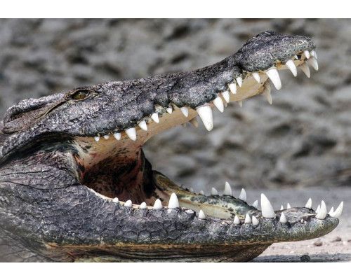 Fototapete von einem Krokodil, Tierwelt und Natur.