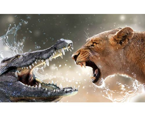 Fototapete mit einem Krokodil und einer Löwin, natürlich und kraftvoll.