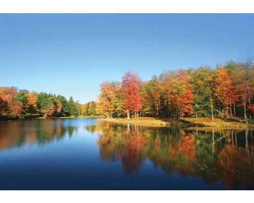 Fototapete von einem See umgeben von Wald, mit einer friedlichen Atmosphäre.