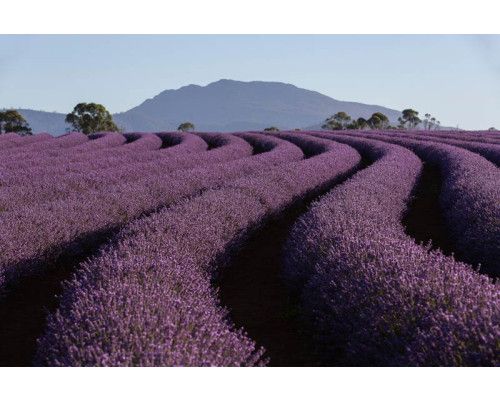 Lavendelfelder in den Bergen, wo duftende Blumen die Hänge bedecken, gerendert auf Fototapete.