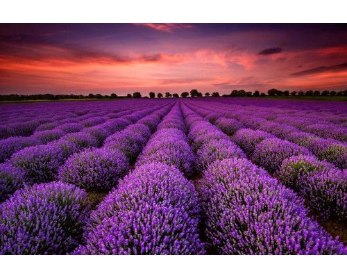 Der Zauber eines Lavendelfeldes bei Sonnenuntergang, wunderschön wiedergegeben auf einer stimmungsvollen Fototapete.