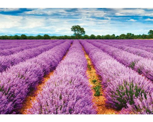 Fototapete mit Lavendelblüten auf einer Wiese, Heidelandschaft.