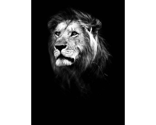 Löwe in einem vertikalen Schwarz-Weiß-Design, mit starken Kontrasten, die die Stärke des Tieres auf dieser Fototapete hervorheben.