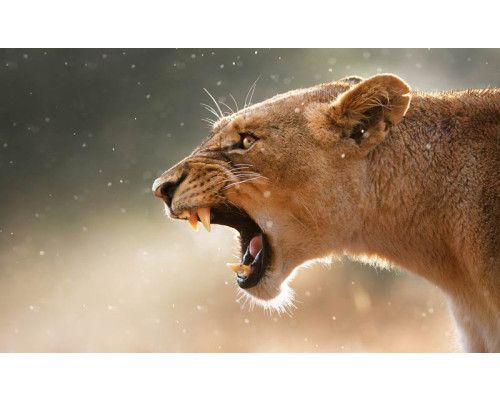 Fototapete von einer Löwin, kräftiger Tierdruck.