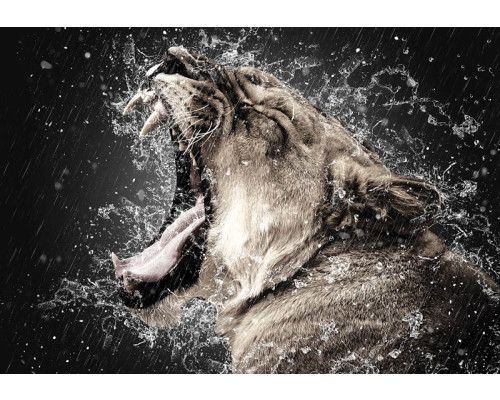 Fototapete von einer Löwin im Regen, ein kraftvolles und dynamisches Bild der Natur.