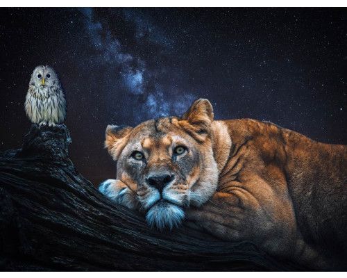 Löwin, Eule und Löwe kombiniert auf einer tierischen Fototapete, mit starken Details und reichen Texturen.