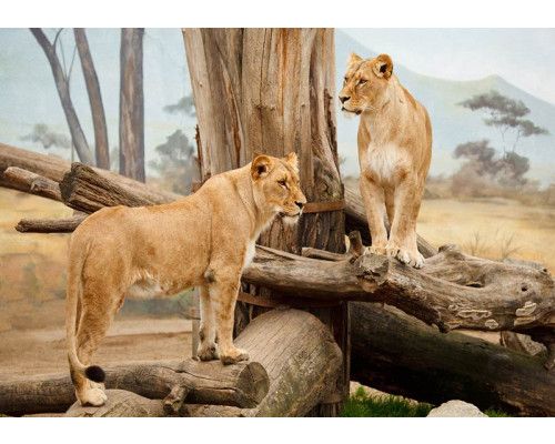 Fototapete von Löwinnen in einer afrikanischen Naturkulisse, Wildtiere.