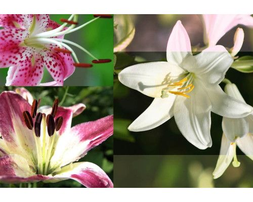 Lilien und Blumen in einem abstrakten Design, perfekt wiedergegeben in dieser bunten Fototapete.