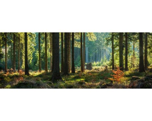 Fototapete mit einem stimmungsvollen Lichtspiel zwischen hohen Bäumen in einem grünen Wald.