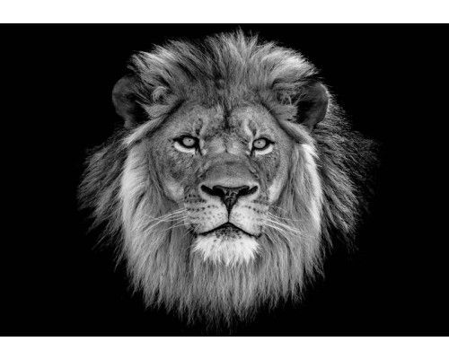 Nahaufnahme eines mächtigen Löwen in seinem natürlichen Lebensraum, Fototapete, die Stärke und majestätische Natur symbolisiert.