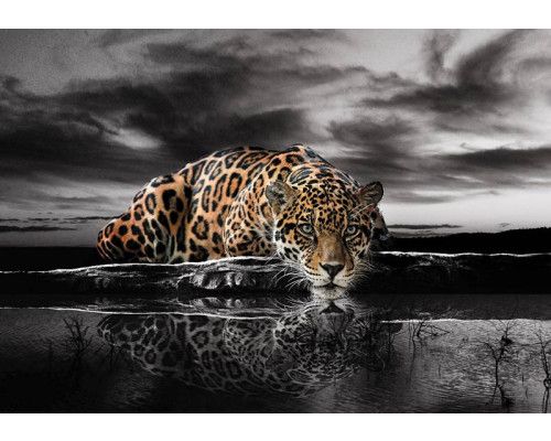 Ein Leopard, ein Panther und ein Gepard, dynamisch gerendert auf dieser naturgetreuen Fototapete mit lebendigen Details.