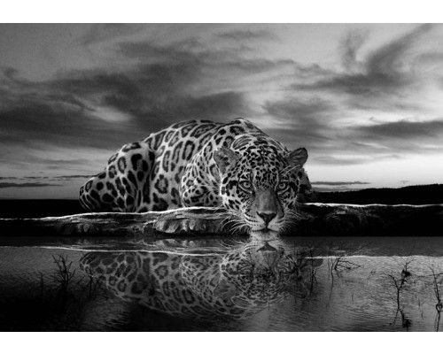Fototapete mit Leopard und Gepard in schwarz-weiß, kraftvoll und detailliert.
