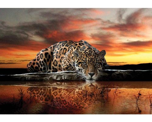 Fototapete mit Leopard, Gepard und Gepard für einen abenteuerlichen Effekt.