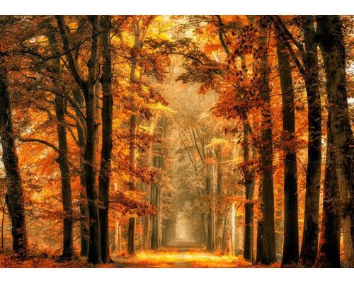 Eine Fototapete mit einem magischen Weg durch den Herbstwald.