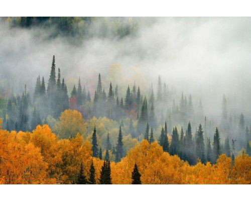 Nebel über einem Herbstwald mit bunten Blättern und hohen Bäumen auf dieser stimmungsvollen Fototapete.