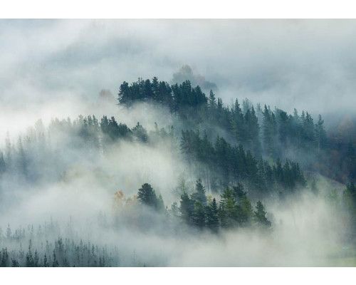 Fototapete mit einem nebligen Kiefernwald, in dem die Bäume im Nebel verschwinden und eine geheimnisvolle Atmosphäre schaffen.