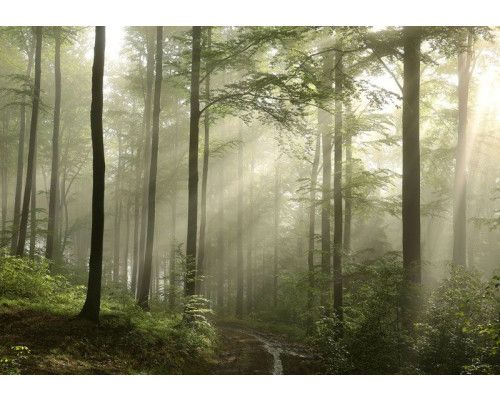 Fototapete mit einem nebligen Wald, in dem Sonnenstrahlen durch die Bäume fallen.