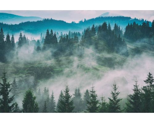 Fototapete von nebligen Waldträumen, mit dichten Bäumen und einem sanften Nebel, der die Landschaft einhüllt.