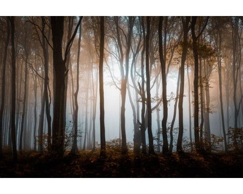Fototapete eines geheimnisvollen Waldes mit dichten Bäumen und einer dunklen, heiteren Naturlandschaft.