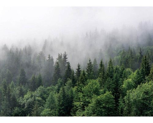 Fototapete Mysteriöser nebliger Bergwald