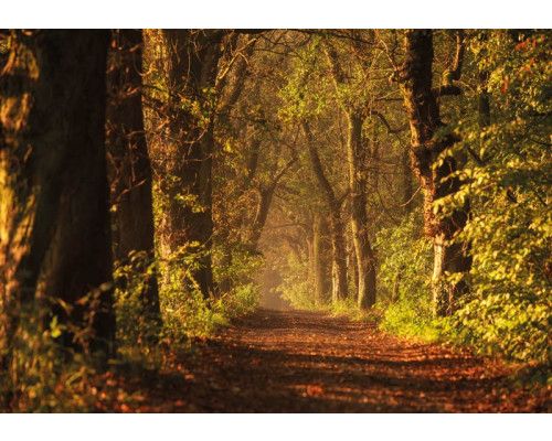 Fototapete Airtex Demo