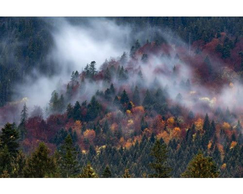 Eine neblige Bergoase mit Nebel, der den Wald und die Berge bedeckt, eingefangen auf einer natürlich wirkenden Fototapete.