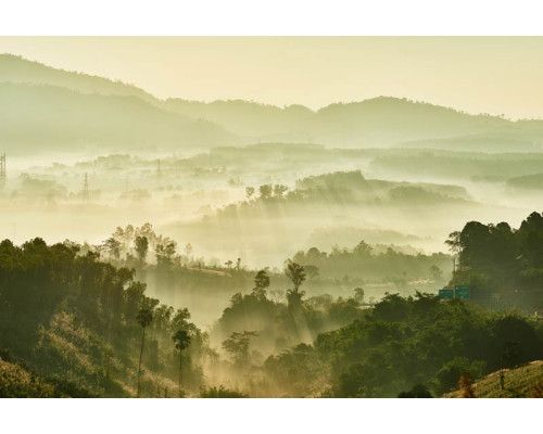 Fototapete einer nebligen Waldlandschaft, in der neblige Gelassenheit den Wald und die Berge in eine mystische Atmosphäre hüllt.