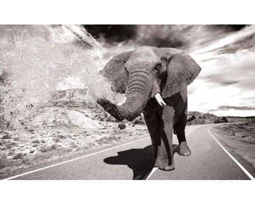 Fototapete eines Elefanten in Aktion, mit einem dynamischen und kraftvollen Look.