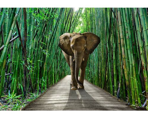 Fototapete von einem Elefanten im Dschungel, mit Bambus im Hintergrund.