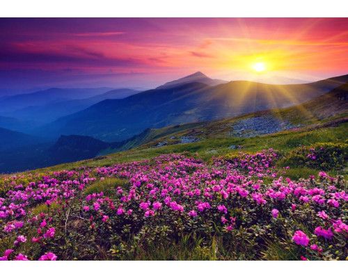 Fototapete mit einer untergehenden Sonne in den Bergen, wo Blumen die Landschaft mit leuchtenden Farben erfüllen.