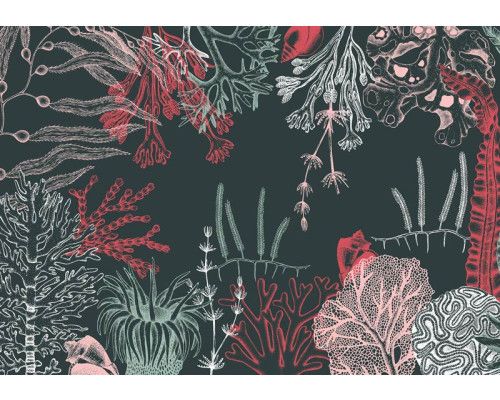 Unterwasserpflanzen und Korallenriffe in einer bunten Unterwasserwelt, Fototapete, die Tiefe und Frische bringt.