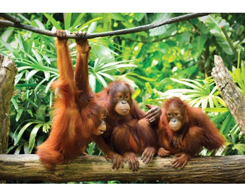 Orang-Utans im Dschungel, Fototapete mit Tieren wie Affen in einer natürlichen Waldlandschaft.