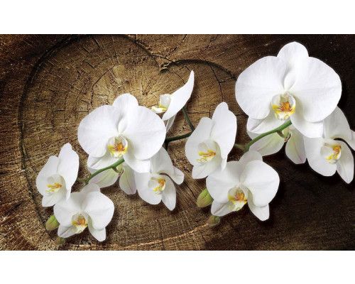 Orchideenblüten, natürlich gerendert auf dieser Fototapete für Schlafzimmer oder Wohnzimmer.