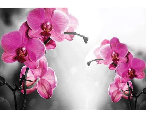 Orchideen in Rosatönen, natürlich wiedergegeben auf einer Fototapete für einen heiteren Garten-Look.