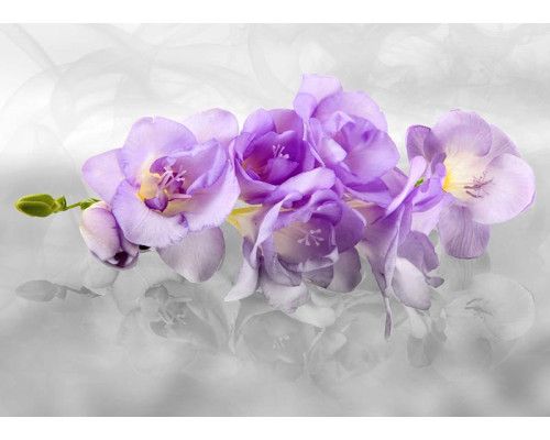 Eine Fototapete mit einer schönen Orchidee, die in jedem Raum eine elegante und frische Atmosphäre schafft.