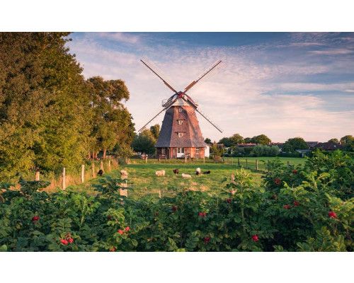 Alte Mühle mit Schafen in einer Wiesenlandschaft.