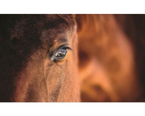 Nahaufnahme Fototapete eines braunen Pferdes, naturgetreu.