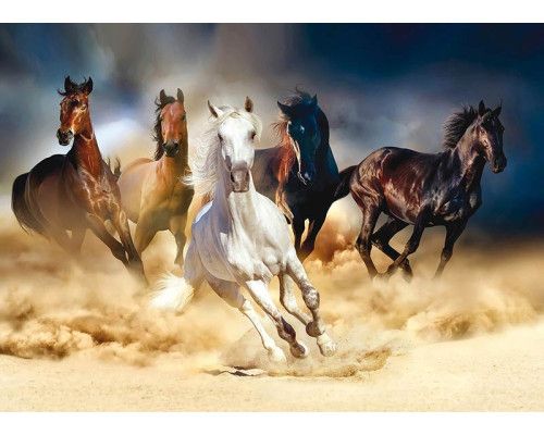 Fototapete von einigen Pferden, die durch die Wüste laufen.