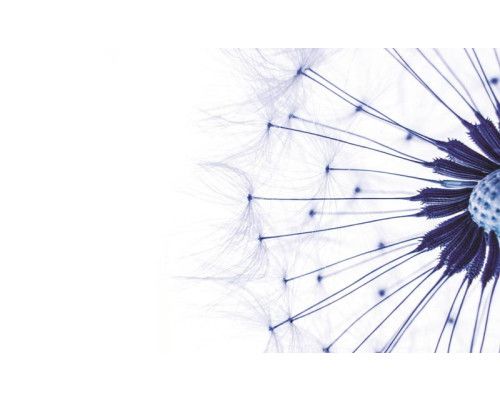 Blauer Löwenzahn, Natur-Fototapete mit einer ruhigen und beruhigenden Atmosphäre.