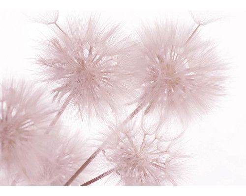 Fototapete Löwenzahn Nahaufnahme