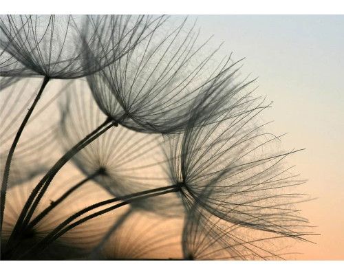 Fototapete eines Löwenzahns im Abendlicht.