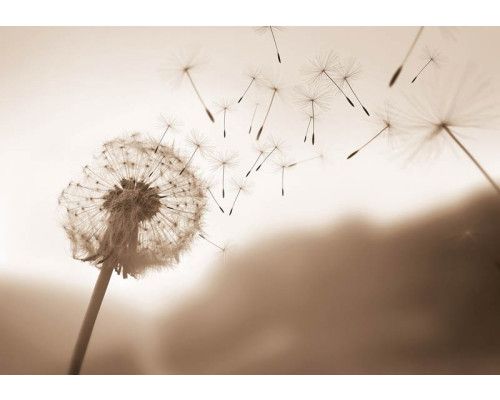 Fototapete einer Pusteblume, die im Wind weht, mit Sepiatönen für ein Vintage-Gefühl.