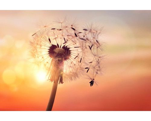 Fototapete eines Löwenzahns im Sonnenlicht, wobei die Sonne durch die Samen scheint.