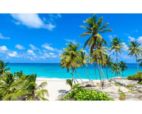 Fototapete mit Palmen, die die Küstenlinie schmücken, während das Meer sanft den Strand berührt.